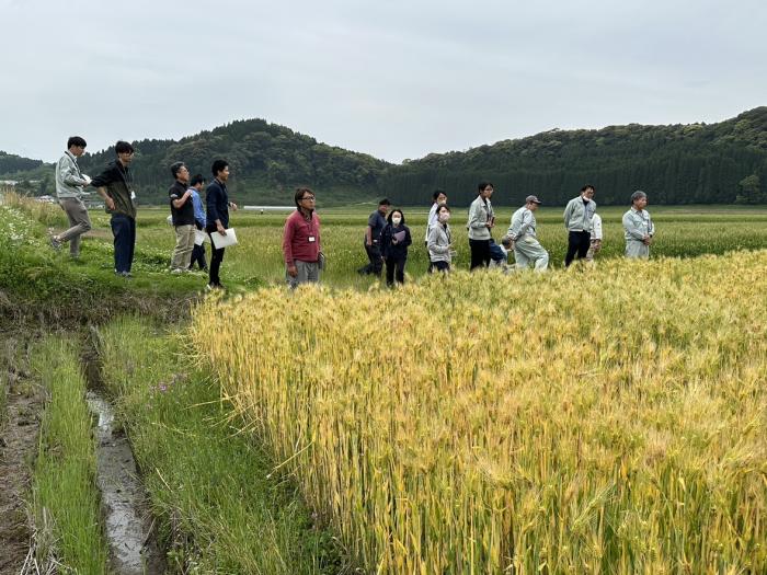 麦現地検討