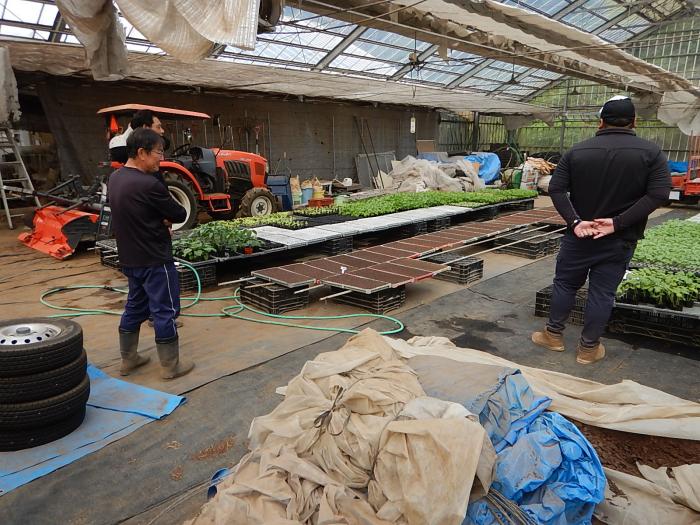 ネギ高地育苗