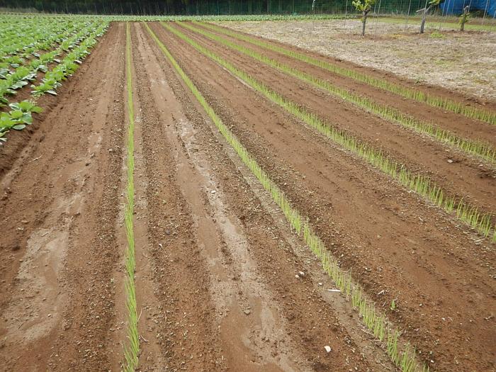 ねぎ高地栽培