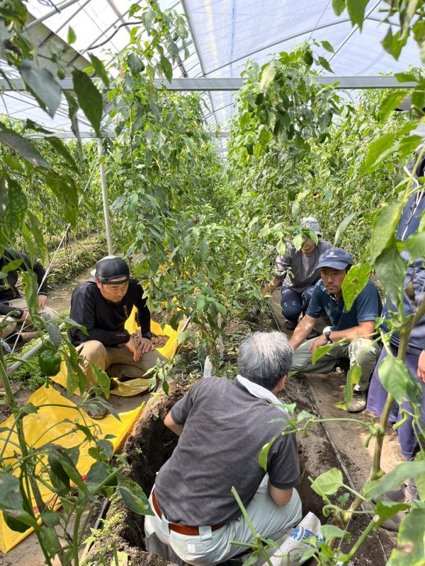 ピーマン土壌調査の様子1