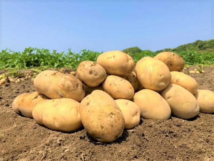  しまあかり 写真