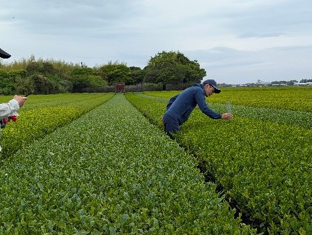 茶摘採指導