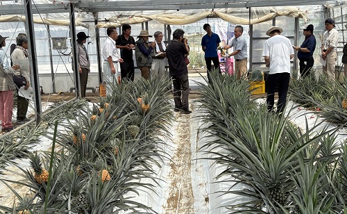 6-1パイアップル出荷目揃会