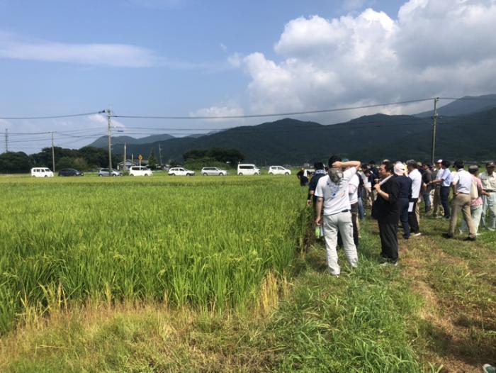 7作物早期水稲西南177号