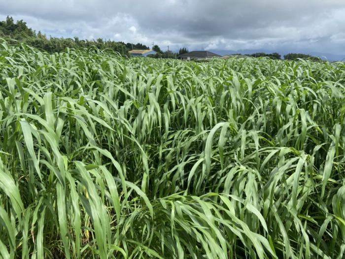 実証ほの「ネオうまかろーる」