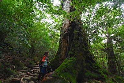 屋久島森