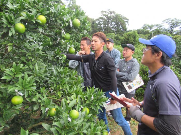 たんかん産地間交流