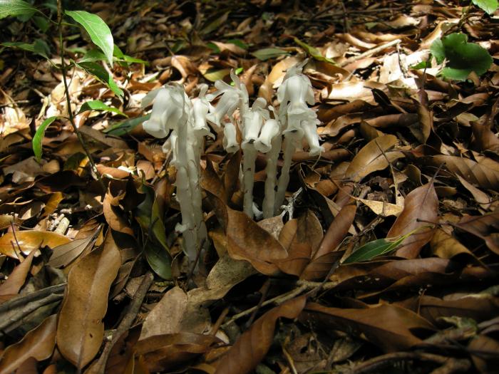 ギンリョウソウ