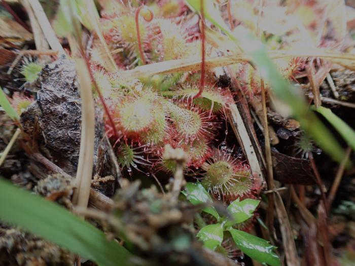 コモウセンゴケ