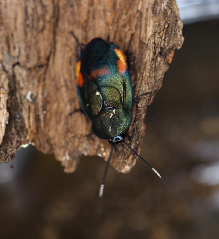 アカボシルリゴキブリ生態写真（提供：市丸智規氏）
