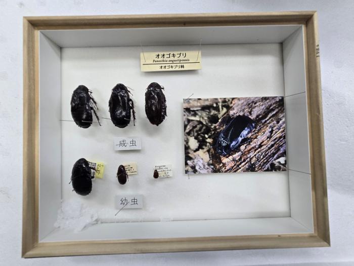 オオゴキブリ標本