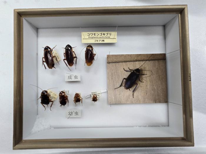 コワモンゴキブリ標本