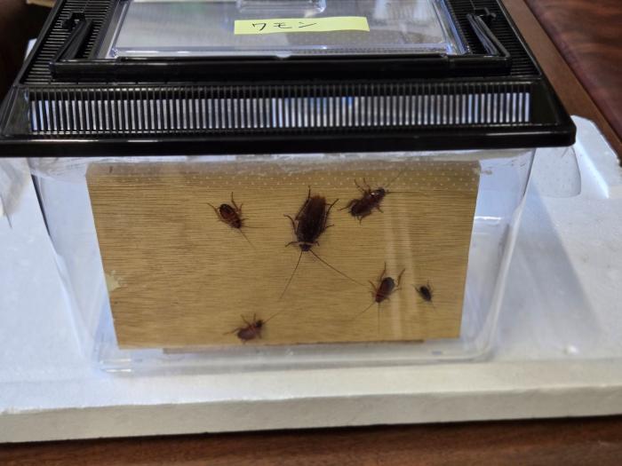 ワモンゴキブリ生体