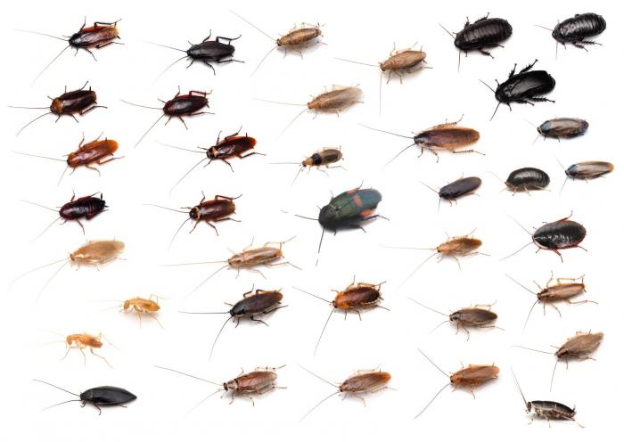 鹿児島のゴキブリ一覧（提供：市丸智規氏・宮田陵氏）