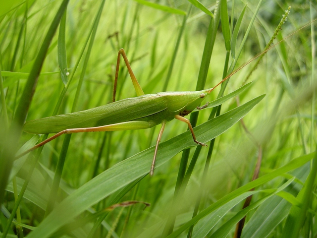 クビキリギス