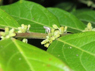 ハナホソガ受粉