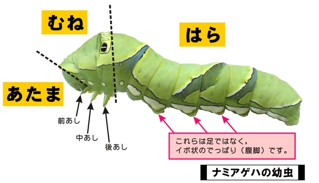 2幼虫のからだ.jpg