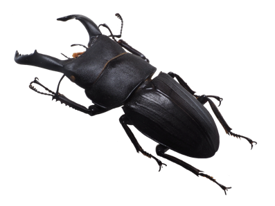 スジブトヒラタクワガタ