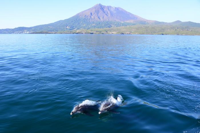 イルカと桜島