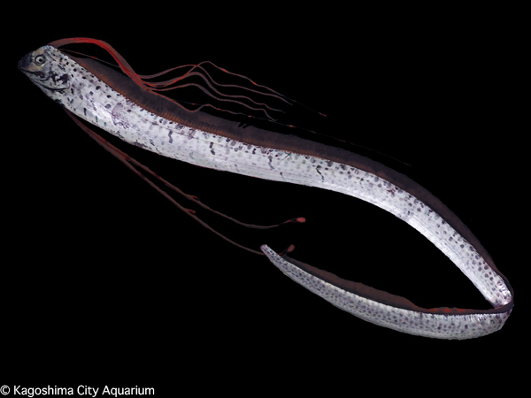 リュウグウノツカイの写真