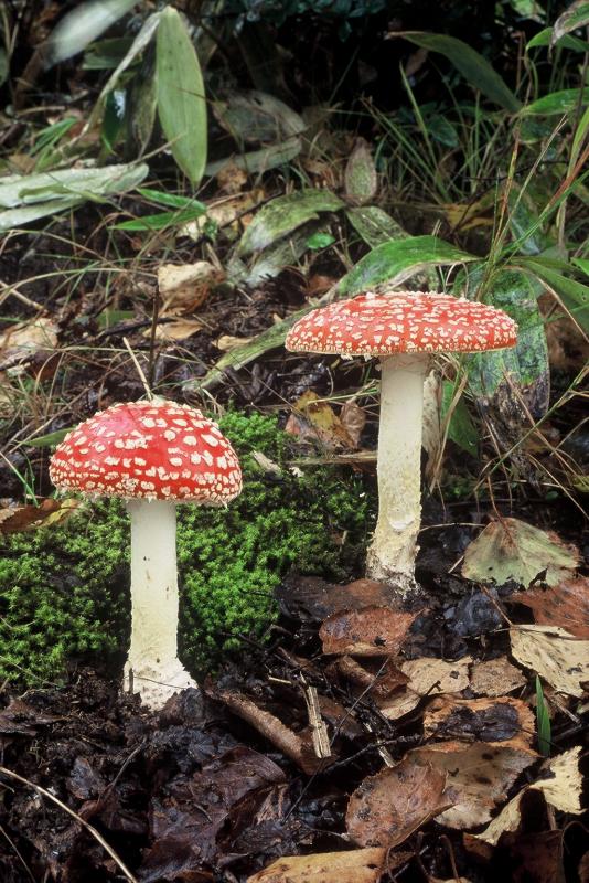 ベニテングダケ