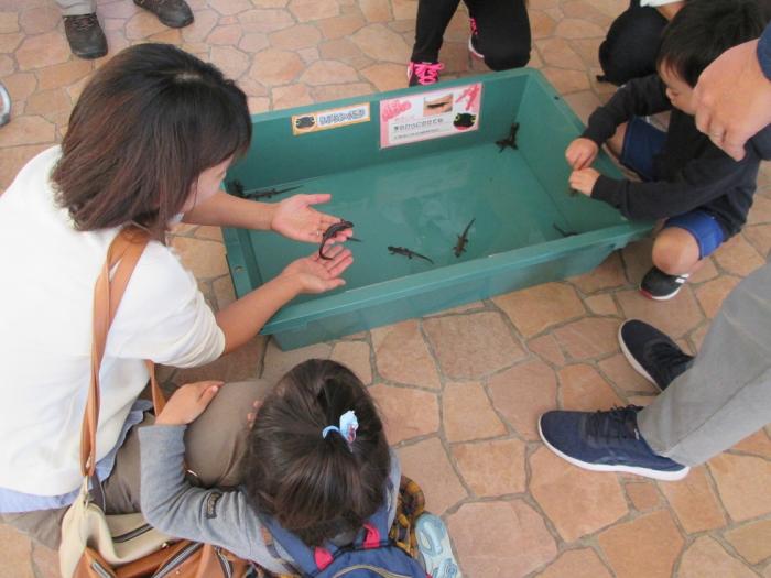 さわっていいよイモリ