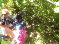 ハクセンシオマネキ