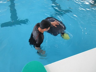 もぐる・浮く運動遊び